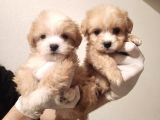 Yeni Yılda Evinizi isıtacak Dişi Maltipoo Bebekler