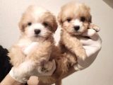 Yeni Yılda Evinizi Isıtacak Dişi Maltipoo Bebekler