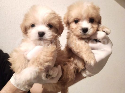 Yeni Yılda Evinizi Isıtacak Dişi Maltipoo Bebekler görsel