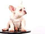 Tüm Sağlık Belgeli Ile Kaliteli Yavrularım French Bulldog