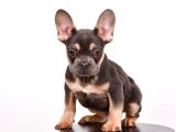 Tüm Sağlık Belgeli Ile Kaliteli Yavrularım French Bulldog