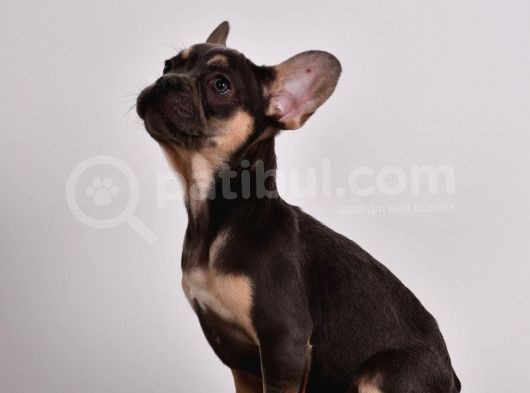 Tüm Sağlık Belgeli Ile Kaliteli Yavrularım French Bulldog görsel