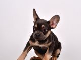 Tüm Sağlık Belgeli Ile Kaliteli Yavrularım French Bulldog