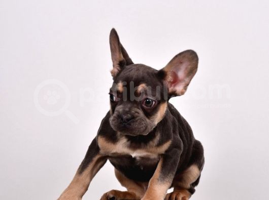Tüm Sağlık Belgeli Ile Kaliteli Yavrularım French Bulldog görsel