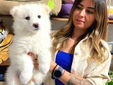 Kar Topu Muhteşem Samoyed Bebekler