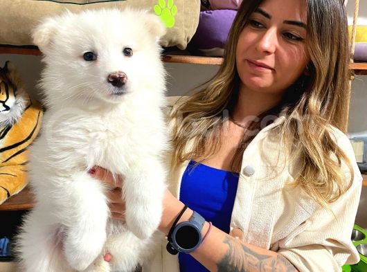 Kar Topu Muhteşem Samoyed Bebekler görsel