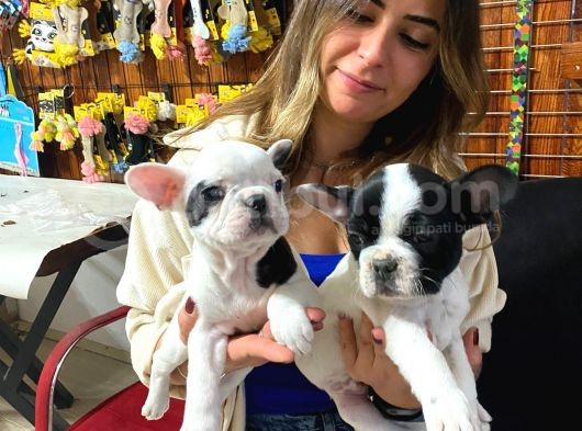 French Bulldog A Kali̇te Bebekler görsel