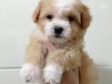 Yeni Yılda Evinizi Isıtacak Dişi Maltipoo Bebekler