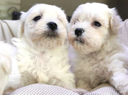 Burkemden Maltese Terrier Irk Garantili Sifir Numara