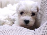 Burkemden Maltese Terrier Irk Garantili Sifir Numara