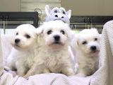 Burkemden Maltese Terrier Irk Garantili Sifir Numara