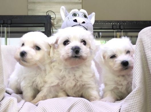 Burkemden Maltese Terrier Irk Garantili Sifir Numara görsel