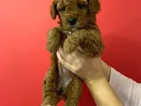 Sevimli Minyatür Poodle Yavrularimiz