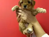 Sevimli Minyatür Poodle Yavrularimiz