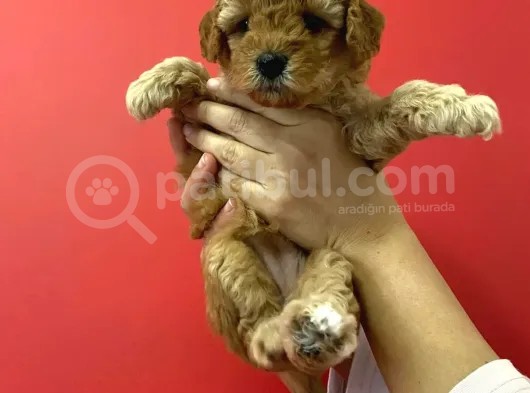 Sevimli Minyatür Poodle Yavrularimiz görsel