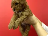 Sevimli Minyatür Poodle Yavrularimiz