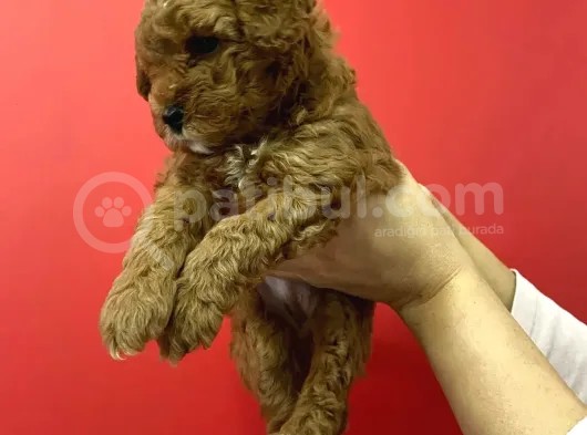 Sevimli Minyatür Poodle Yavrularimiz görsel