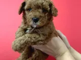 Sevimli Minyatür Poodle Yavrularimiz