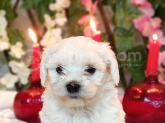 Maltese Teri̇er Yavru görsel