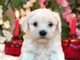 Maltese Teri̇er Yavru