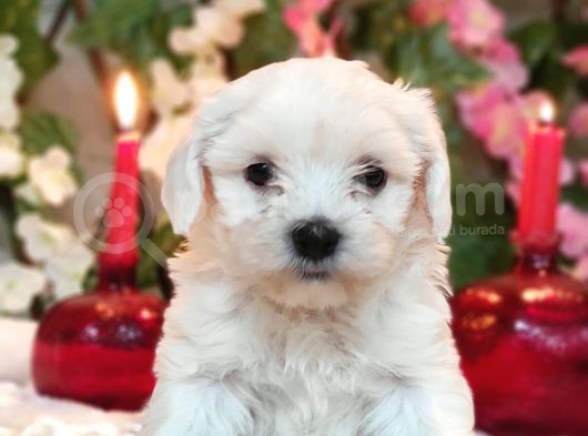 Maltese Teri̇er Yavru görsel
