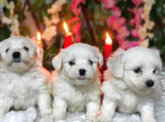 Maltese Teri̇er Yavru görsel
