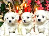 Maltese Teri̇er Yavru