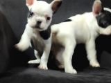 French Bulldog A Kali̇te Bebekler