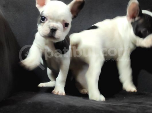 French Bulldog A Kali̇te Bebekler görsel