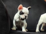 French Bulldog A Kali̇te Bebekler