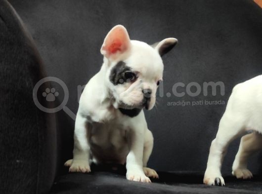 French Bulldog A Kali̇te Bebekler görsel
