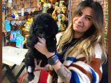 Silver Ve Black Tan Toy Poodle Bebekleri̇mi̇z