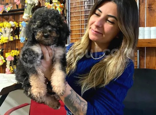 Silver Ve Black Tan Toy Poodle Bebekleri̇mi̇z görsel