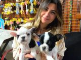 French Bulldog A Kali̇te Bebekler