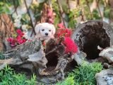 Maltese Teri̇er Yavrulari