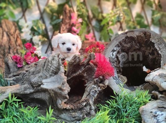 Maltese Teri̇er Yavrulari görsel