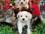 Maltese Teri̇er Yavrulari