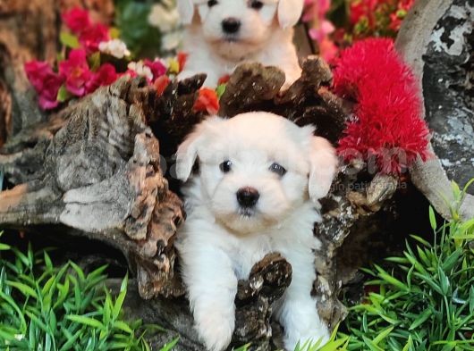 Maltese Teri̇er Yavrulari görsel