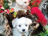 Maltese Teri̇er Yavrulari
