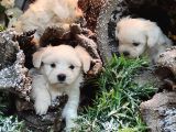 Maltese Teri̇er Yavrulari