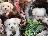 Maltese Teri̇er Yavrulari