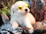 Maltese Teri̇er Yavrulari