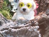Maltese Teri̇er Yavrulari