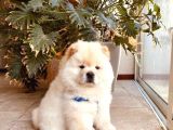 Yüksek Kali̇te Chow Chow Yavrlari
