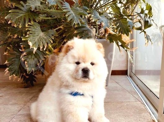 Yüksek Kali̇te Chow Chow Yavrlari