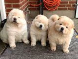 Yüksek Kali̇te Chow Chow Yavrlari
