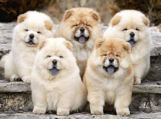 Yüksek Kali̇te Chow Chow Yavrlari görsel