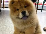 Evi̇ni̇zi̇n Neşesi̇ Pofuduk Chow Chow Yavrulari