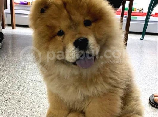 Evi̇ni̇zi̇n Neşesi̇ Pofuduk Chow Chow Yavrulari görsel