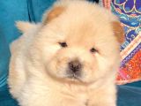Evi̇ni̇zi̇n Neşesi̇ Pofuduk Chow Chow Yavrulari
